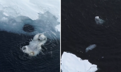 Fotógrafo flagra urso polar brincando na água; assista ao momento