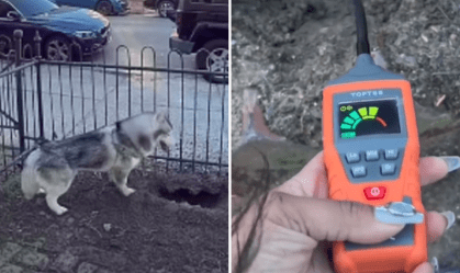 Cachorrinho herói: husky detecta vazamento de gás e salva bairro de explosão