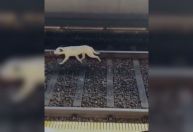 Cachorro invade trilhos e afeta circulação do Metrô em São Paulo