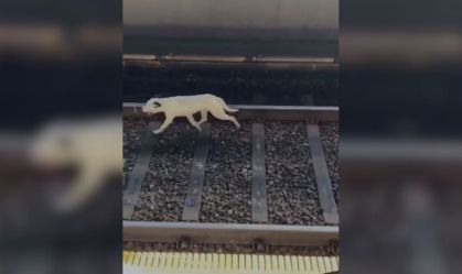 Cachorro metrô