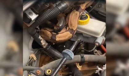 jiboia carro rondônia