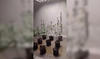 Polícia peruana encontra estufa de maconha escondida atrás de geladeira