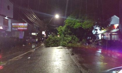 Árvore caída em Porto Alegre
