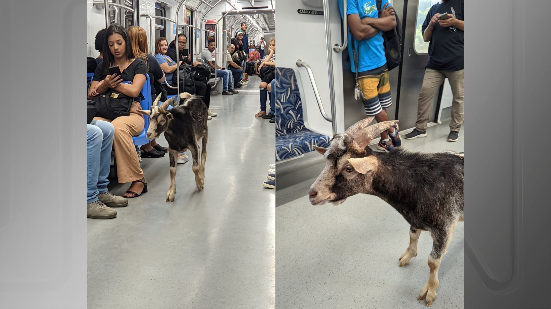 Bode foi visto em trem da linha 7-rubi da CPTM