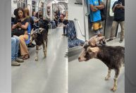 Vídeo: Bode viaja em trem da CPTM na Grande SP; veja