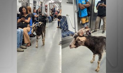 Bode foi visto em trem da linha 7-rubi da CPTM