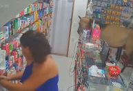 Vídeo: Cavalos invadem farmácia, provocam estragos e funcionários fogem