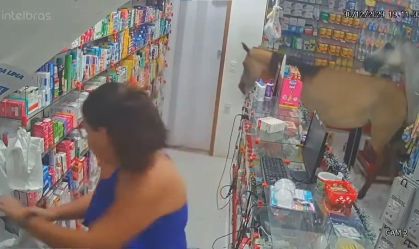 Cavalos invadem farmácia em Rio das Ostras, na Região Litorânea do Rio de Janeiro