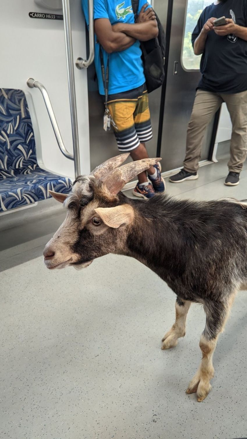 Bode foi visto em trem da linha 7-rubi da CPTM / Reprodução/redes sociais