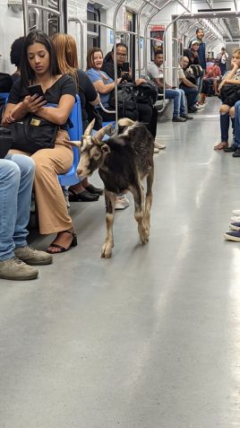 Bode foi visto em trem da linha 7-rubi da CPTM / Reprodução/redes sociais