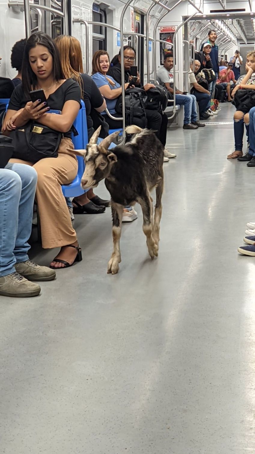 Bode foi visto em trem da linha 7-rubi da CPTM / Reprodução/redes sociais