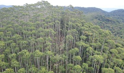 Helicóptero desaparecido em SP é localizado em Paraibuna