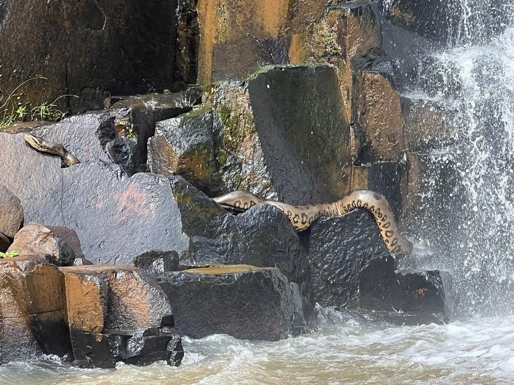 Sucuri-verde foi vista em cachoeira no município de Jataí (GO)