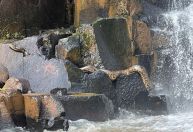 Vídeo: turistas encontram sucuri de 4 metros em cachoeira em Goiás; veja