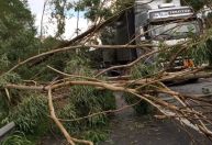 Homem morre após queda de árvore em rodovia de SP