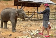 Elefante vítima de maus-tratos é resgatado e levado para santuário ecológico na Ásia