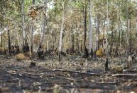 Desmatamento cai pela metade na Amazônia em 2023, mas sobe 43% no Cerrado