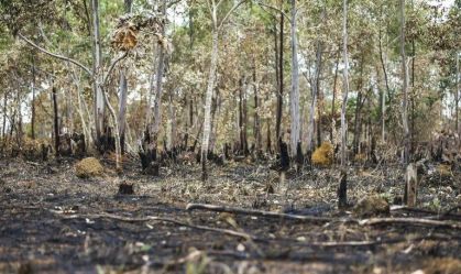 Desmatamento cai pela metade na Amazônia em 2023, mas sobe 43% no Cerrado