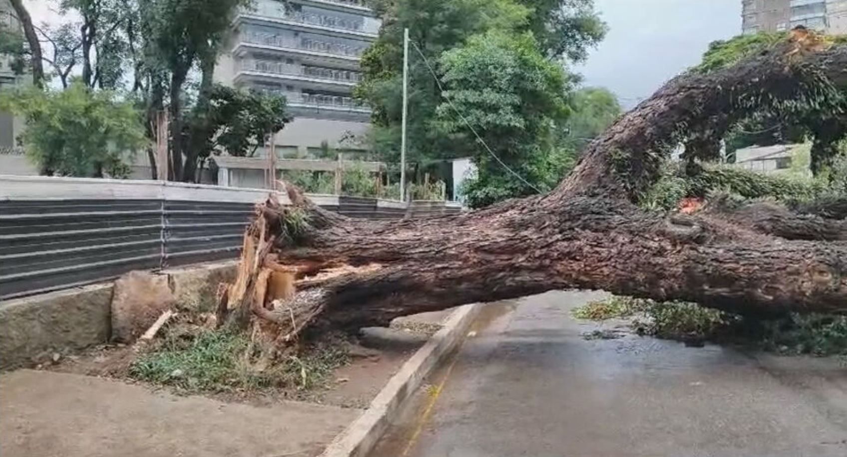 arvore chuva
