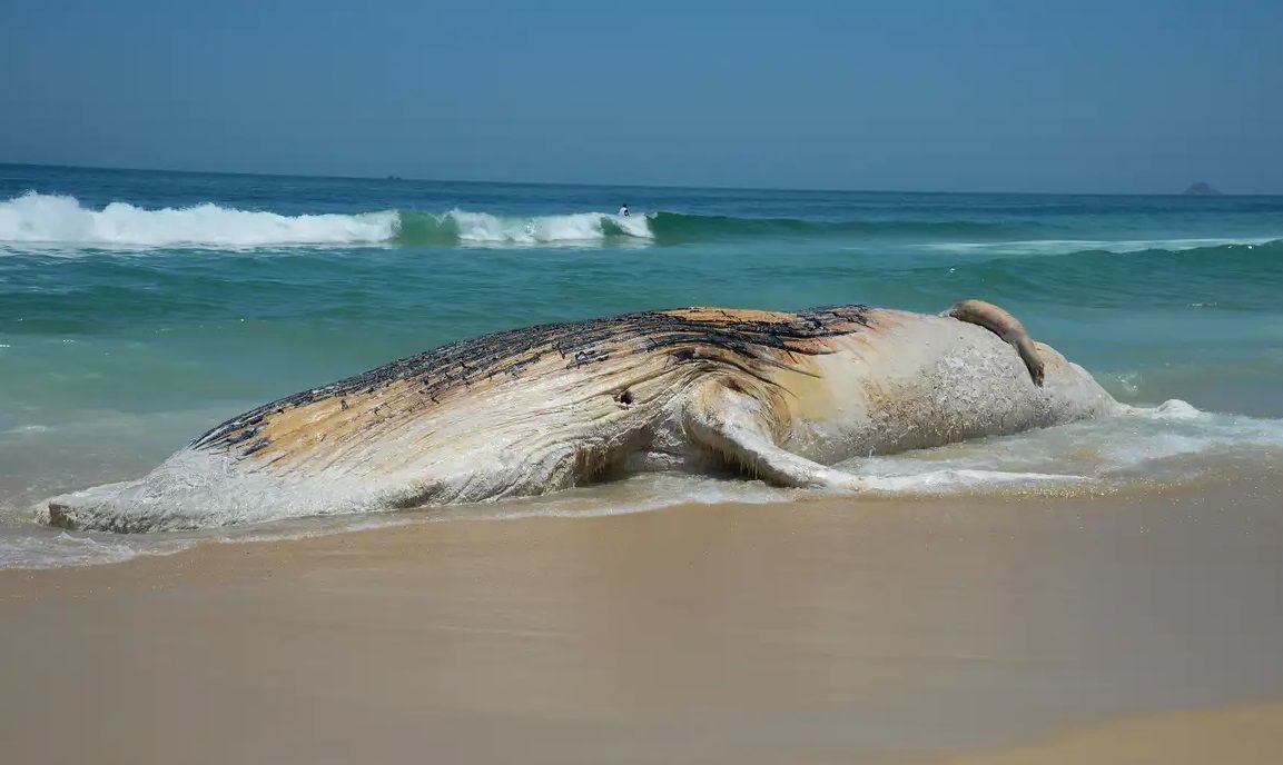 baleiaencalhada