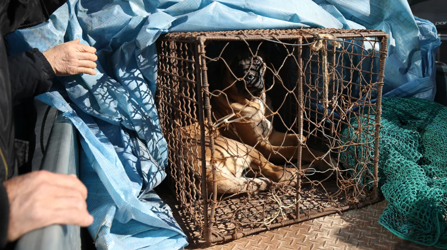 cachorro na gaiola em seul na coreia do sul