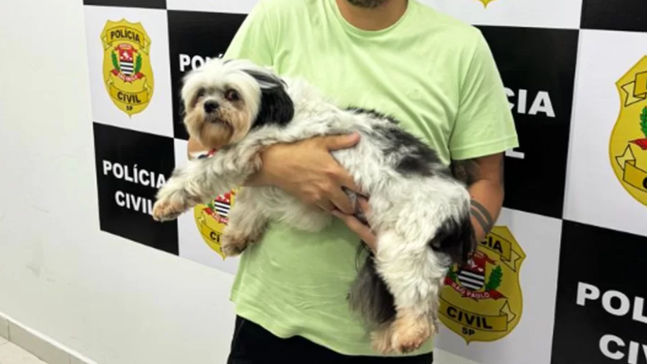 cachorro vitima de maus tratos