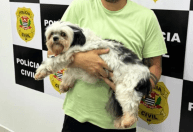 Cachorro é vítima de chutes por tutor e exame revela fratura nas costelas