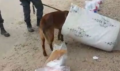 cachorroencontradroga