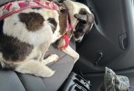 Cadela é resgatada após ser abandonada amarrada na Vila Maria, em São Paulo