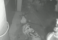 Vídeo: Exército de Israel mostra momento em que cão de guerra ataca suposto combatente do Hamas