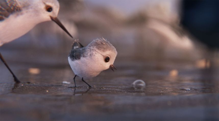 "Piper" acompanha um filhote de passarinho em sua primeira aventura atrás de comida / Pixar/Divulgação
