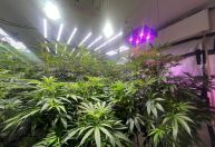 Mortes de mais dois presos são investigadas em Minas Gerais