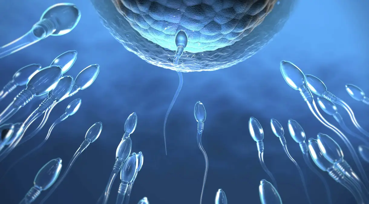 Ilustração de espermatozoides fecundando um óvulo