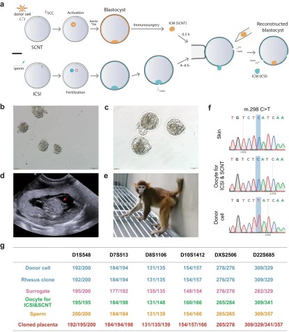 Imagens do estudo mostram como foi a clonagem de um macaco rhesus / Reprodução/Nature Communications