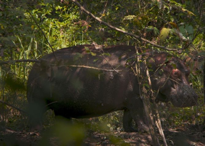 "Pepe", que será exibido no Festival de Cinema de Berlim, retrata a história do hipopótamo zoológico particular de Pablo Escobar / Divulgação/Monte & Culebra