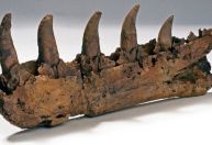 Descoberta do 1º dinossauro completa 200 anos em 2024; saiba como era o animal