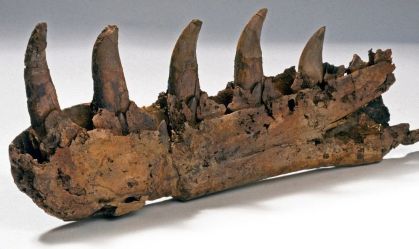 Descoberta do 1º dinossauro completa 200 anos em 2024; saiba como era o animal