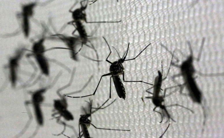 Mosquitos Aedes aegypti no laboratório, em São Paulo • Paulo Whitaker/Reuters