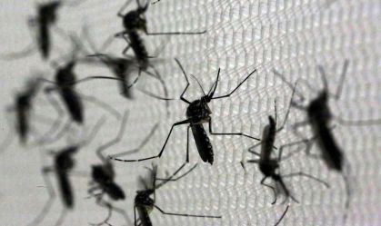 Mosquitos Aedes aegypti no laboratório Oxitec em Campinas, São Paulo
