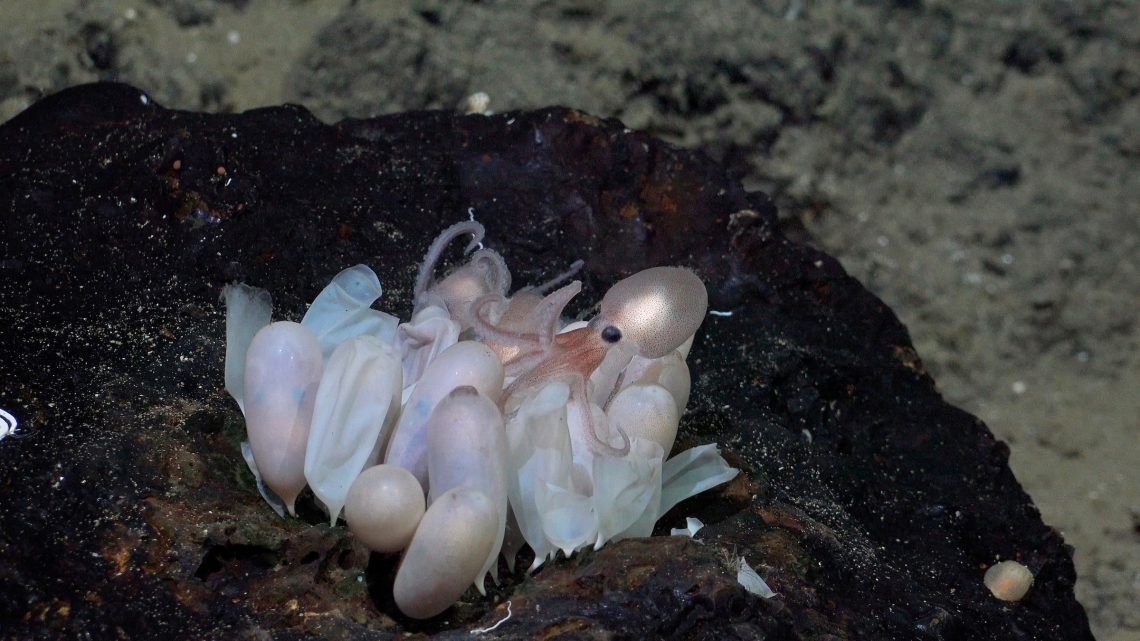 polvos costa rica 2