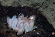 Pesquisadores descobrem 4 novas espécies de polvo na Costa Rica
