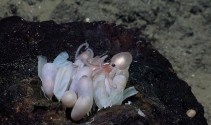 Pesquisadores descobrem 4 novas espécies de polvo na Costa Rica