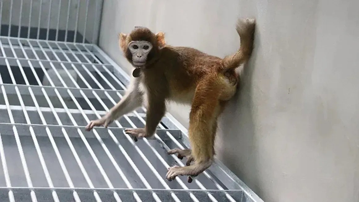 retro macaco rhesus feito com clonagem