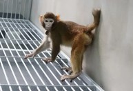 Cientistas chineses realizam primeira clonagem de macaco rhesus