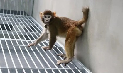 Cientistas chineses realizam primeira clonagem de macaco rhesus