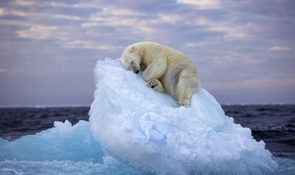 Urso polar dormindo em iceberg ganha concurso Fotógrafo de Vida Selvagem do Ano