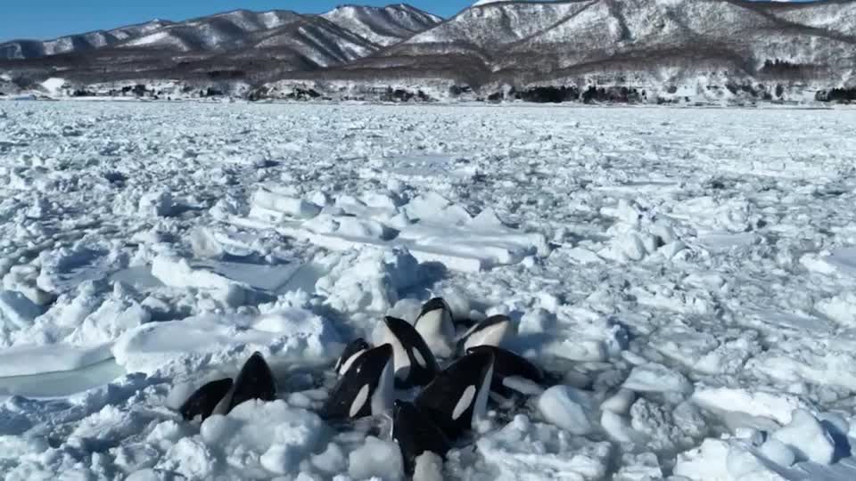 Orcas ficam presas no gelo no Japão