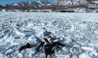 Orcas ficam presas no gelo na costa de Hokkaido, no Japão