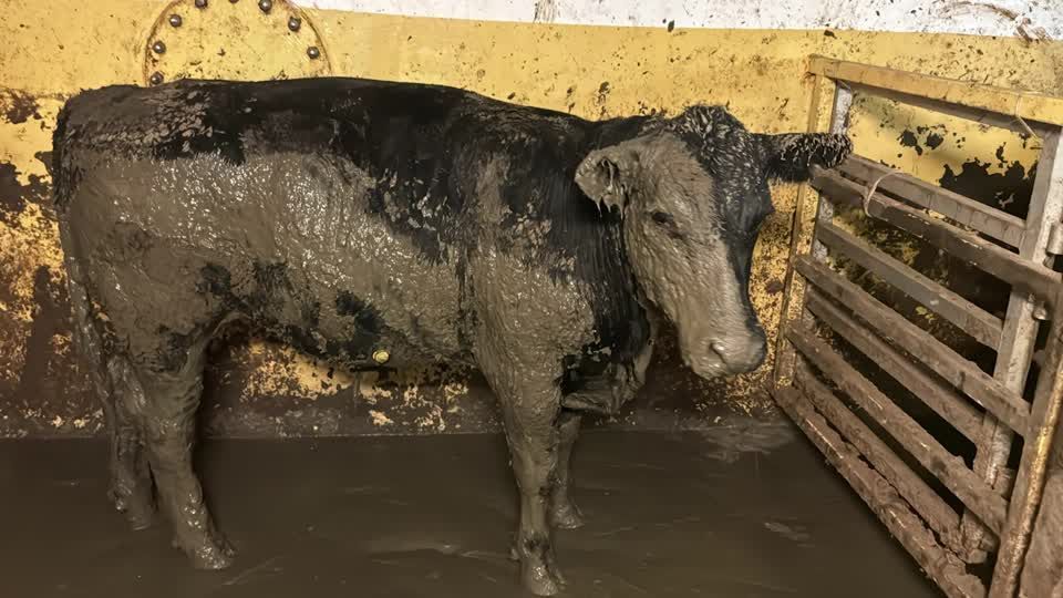 Navio transportando 19 mil cabeças de gado do Brasil causa mau cheiro na Cidade do Cabo