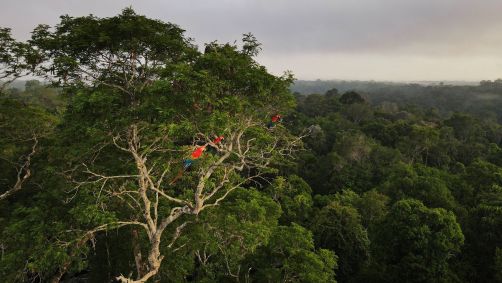 Araras em árvore na floresta amazônica em Manaus